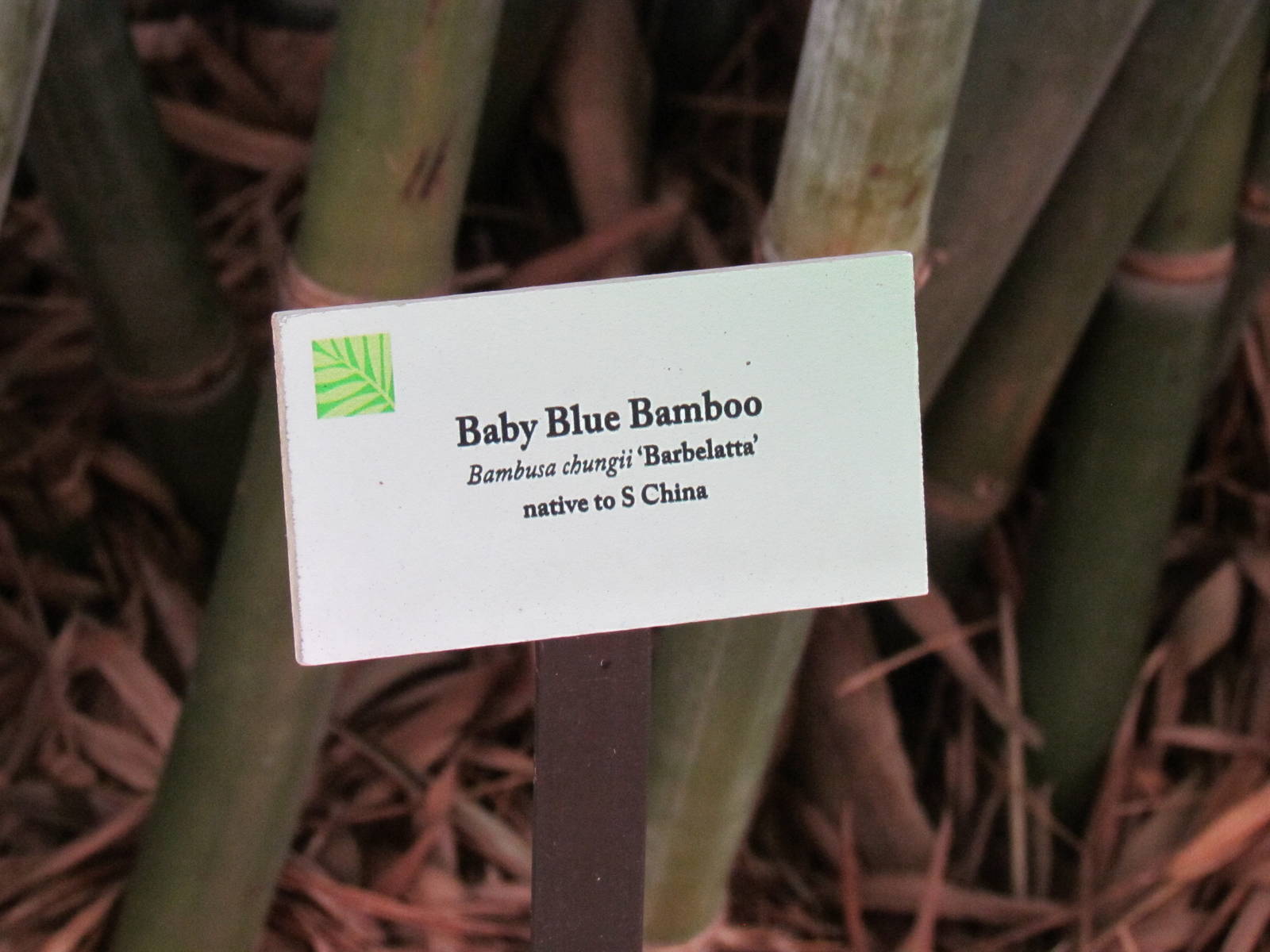 Baby Blue Bamboo