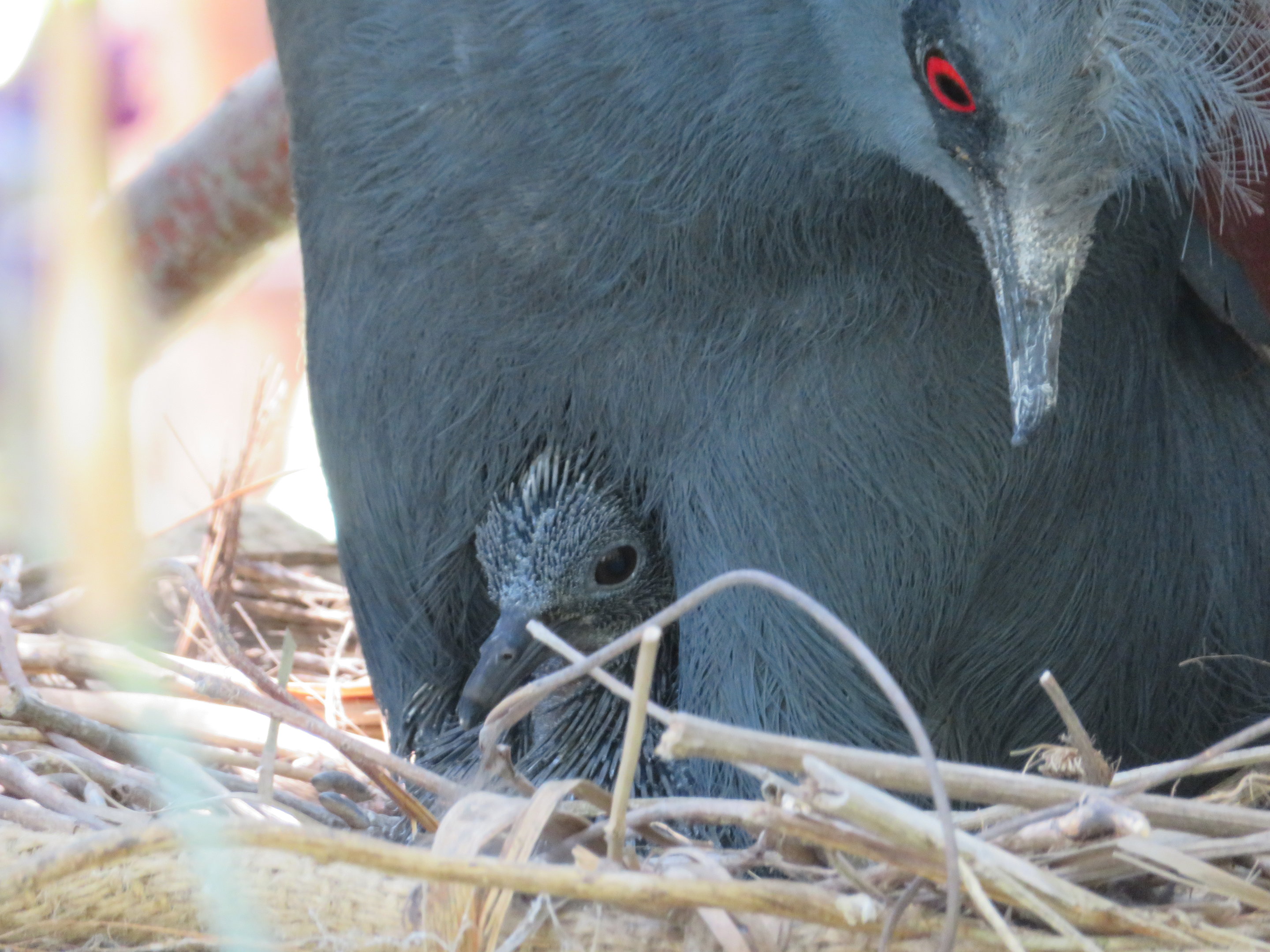 Baby Blue Crowned Pigeon