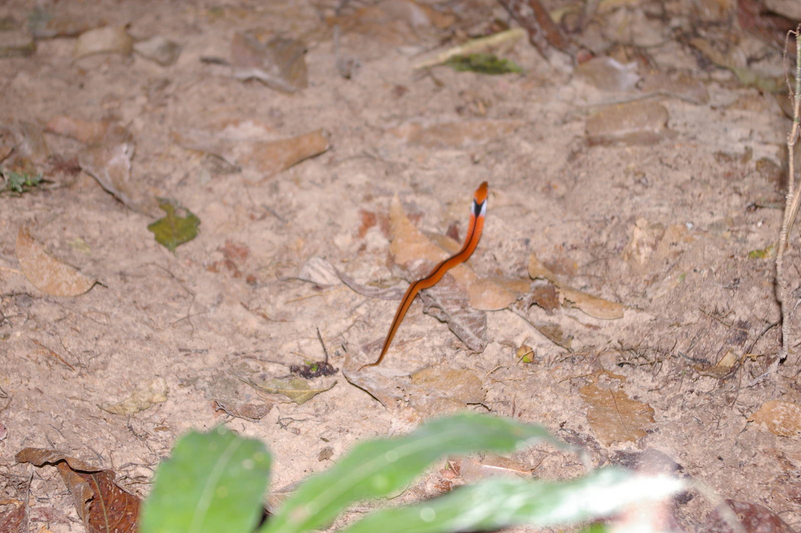baby blue-necked keelback (Macropisthodon rhodomelas)