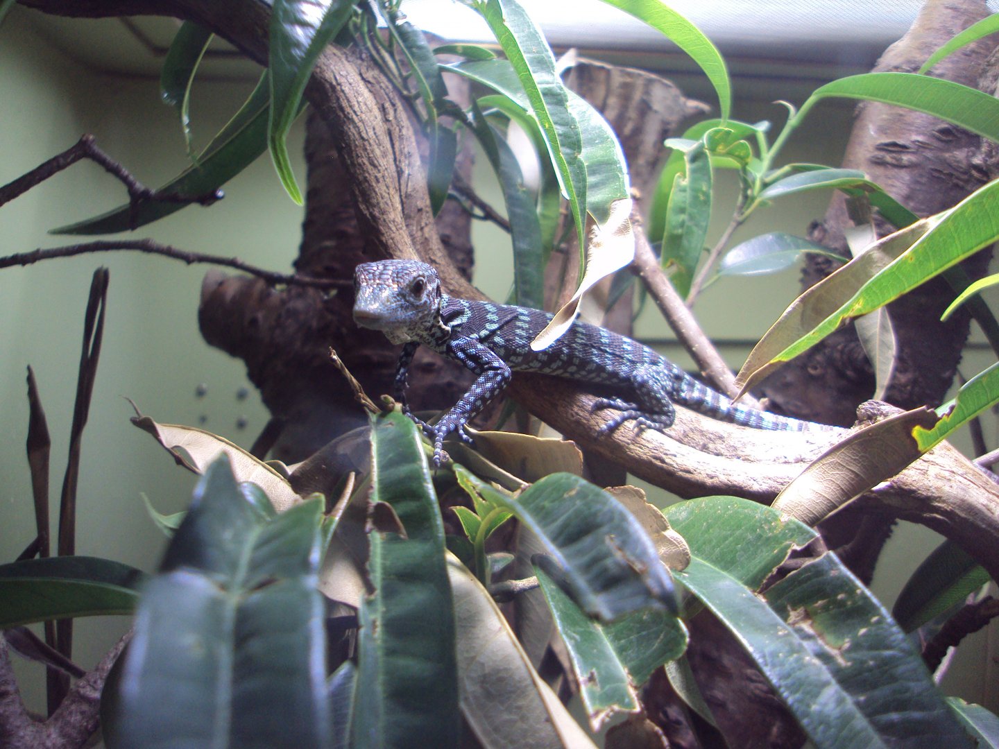 Baby Blue Tree Monitor 03/01/2020