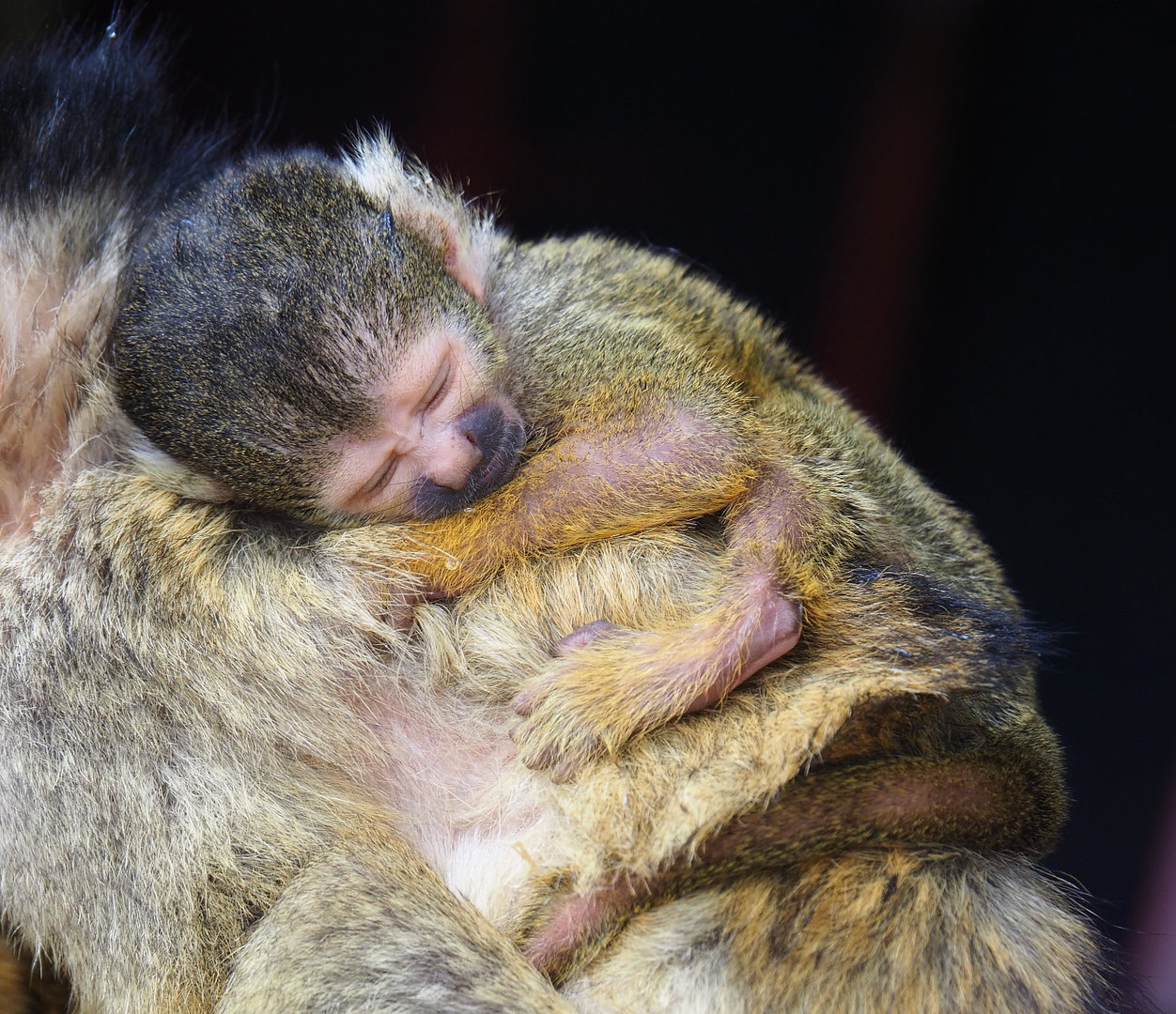 Baby Bolivian squirrel monkey (Saimiri boliviensis boliviensis), 2022-09-15
