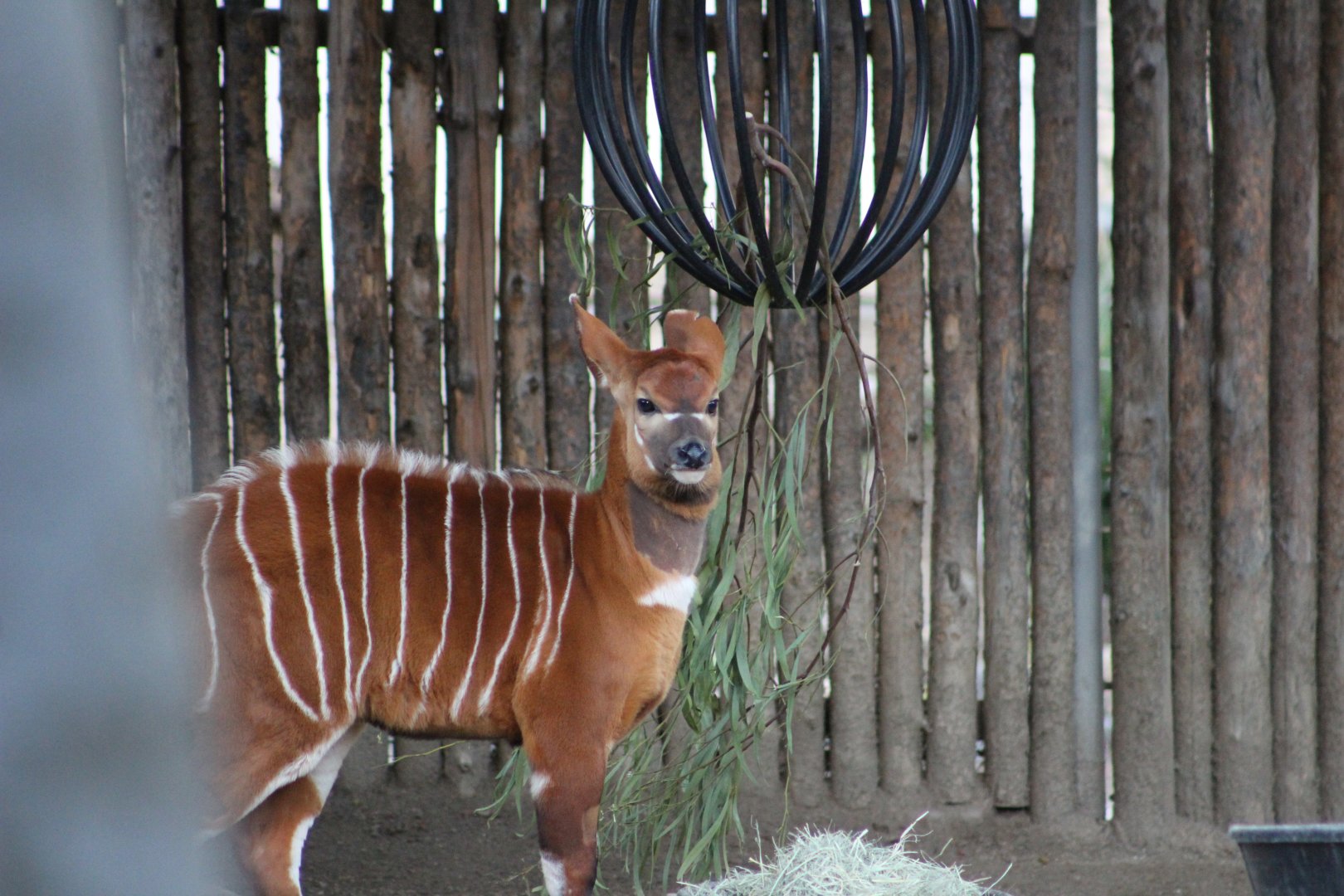 Baby Bongo in the nursery