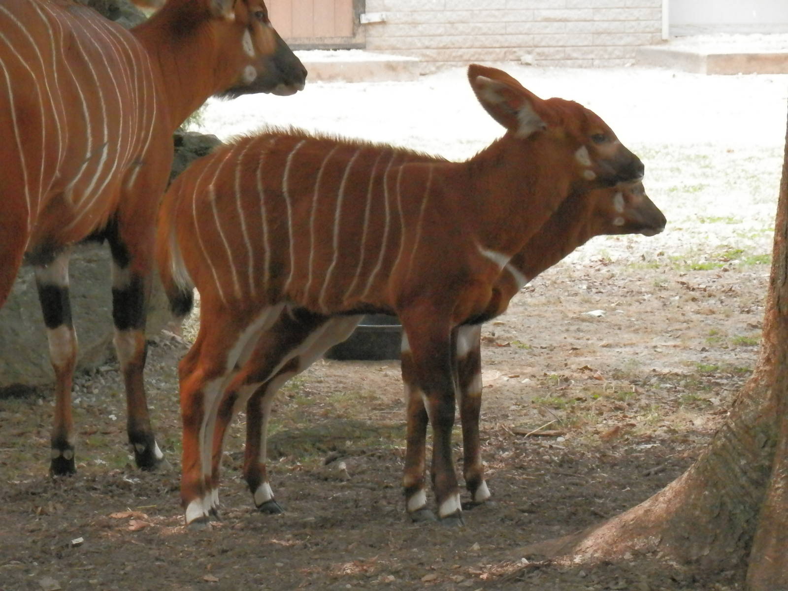 Baby Bongos
