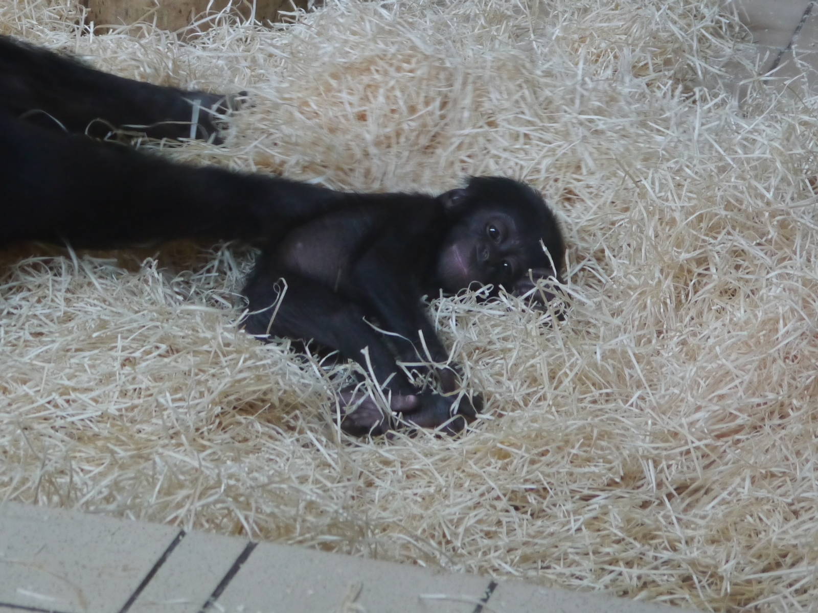 Baby Bonobo - 28/4/2013