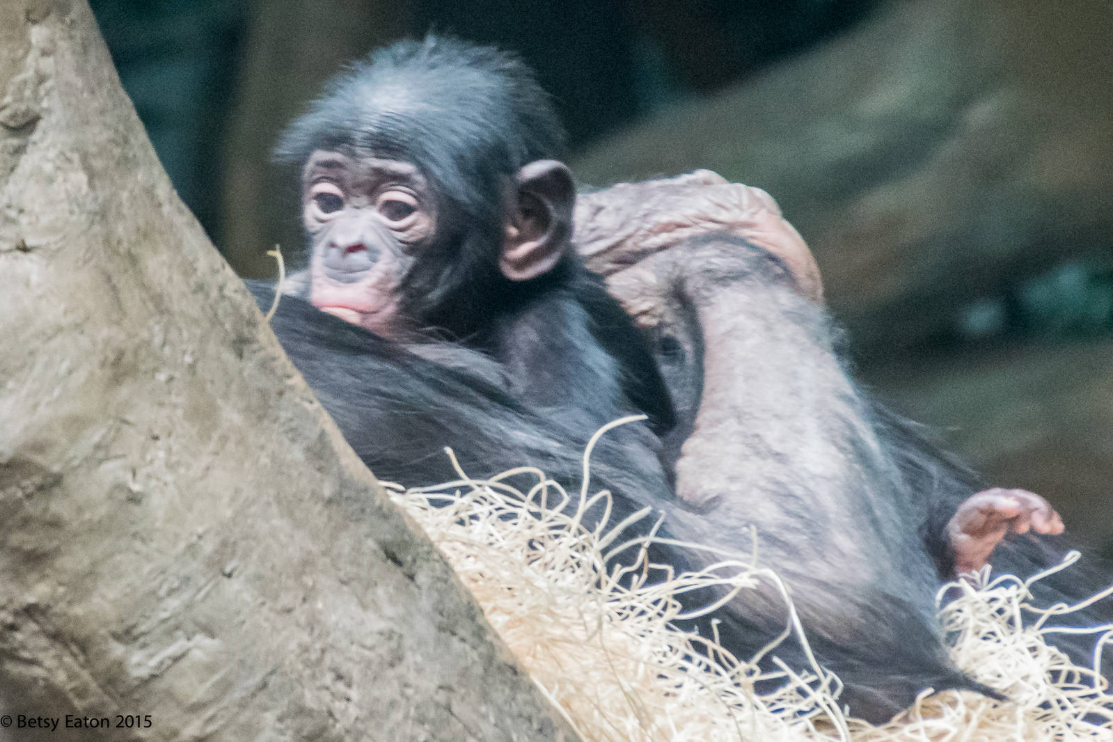 baby bonobo Bolingo
