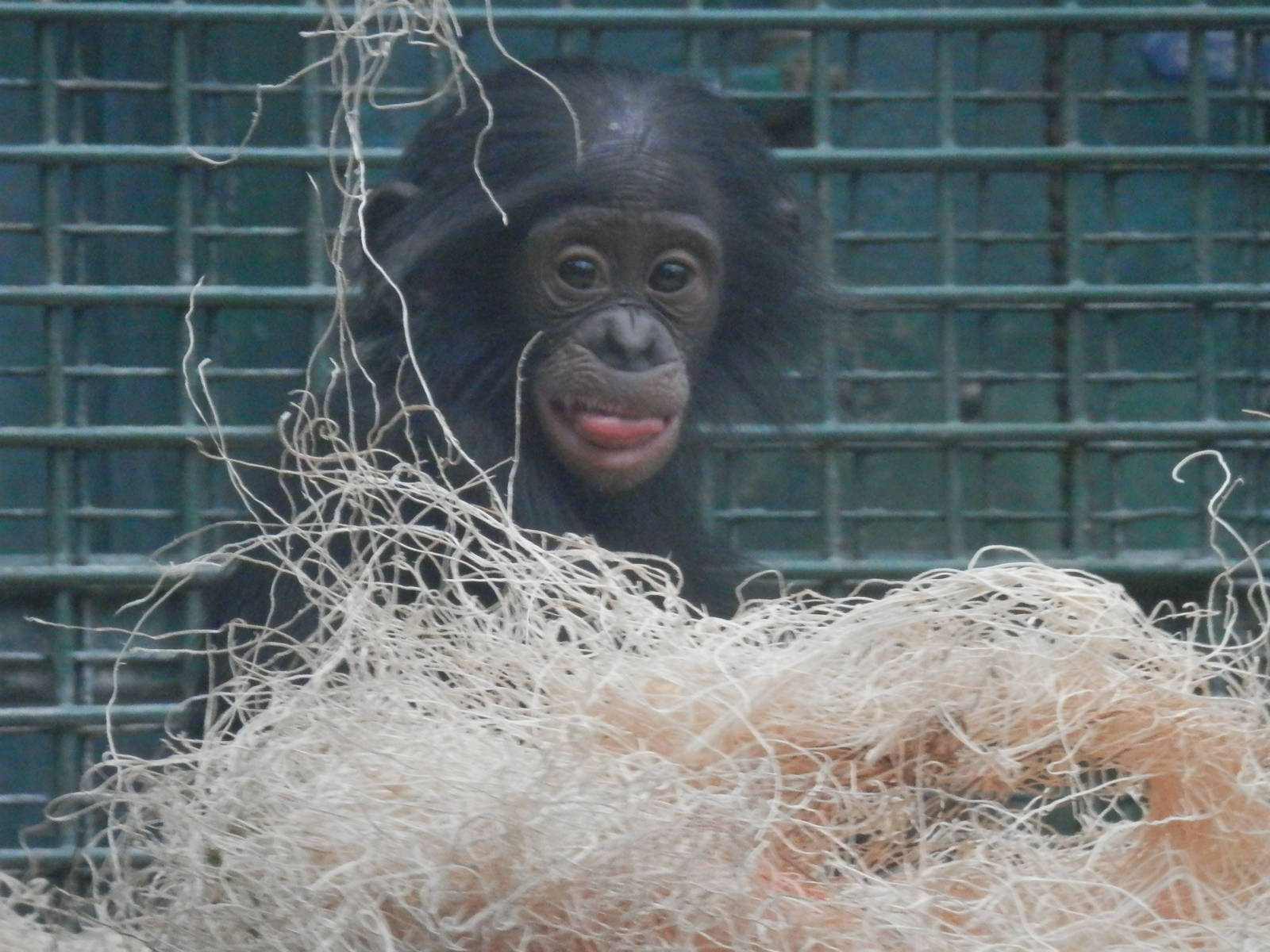 Baby bonobo raspberries