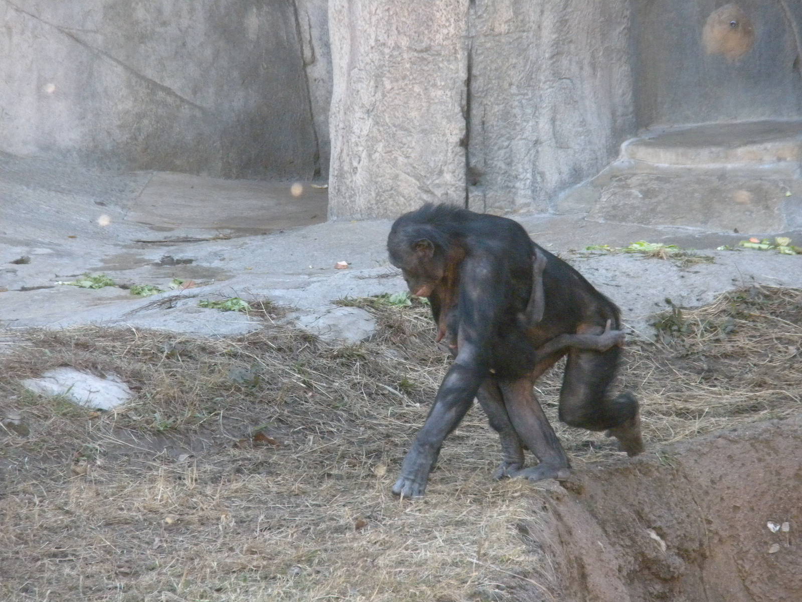 Baby Bonobo