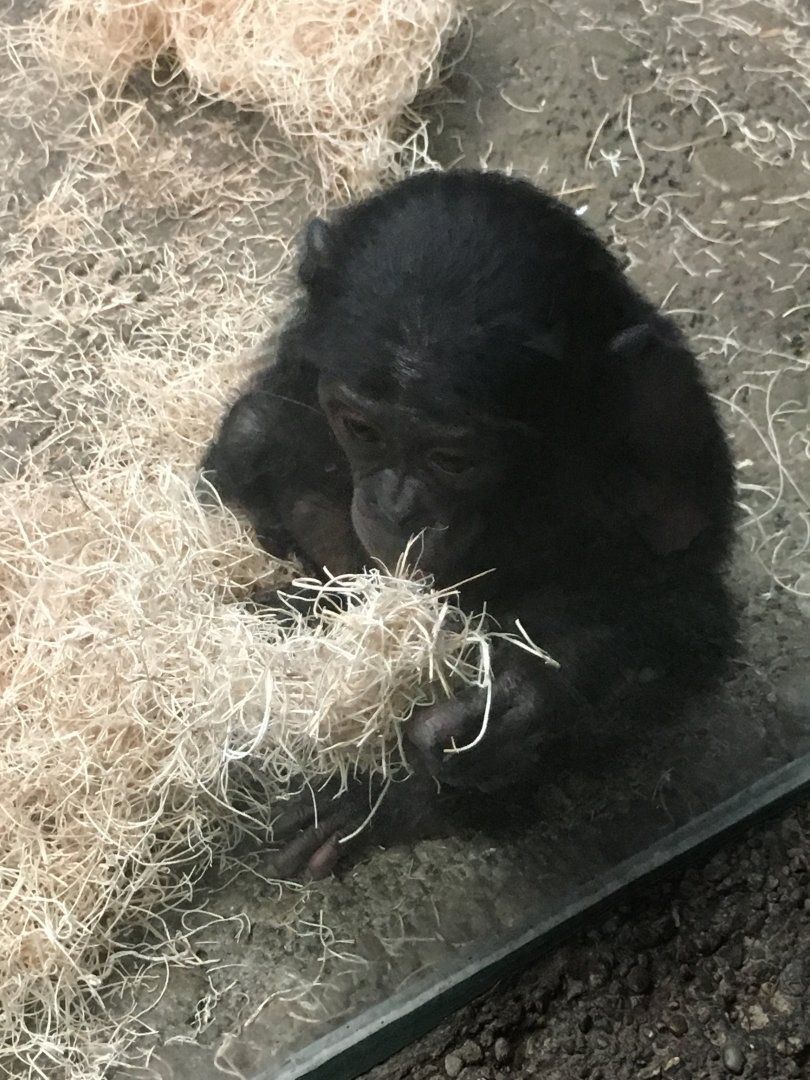 Baby Bonobo