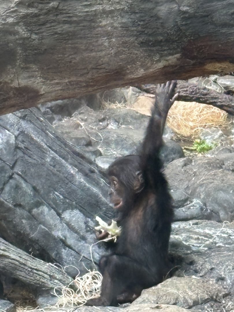 Baby Bonobo