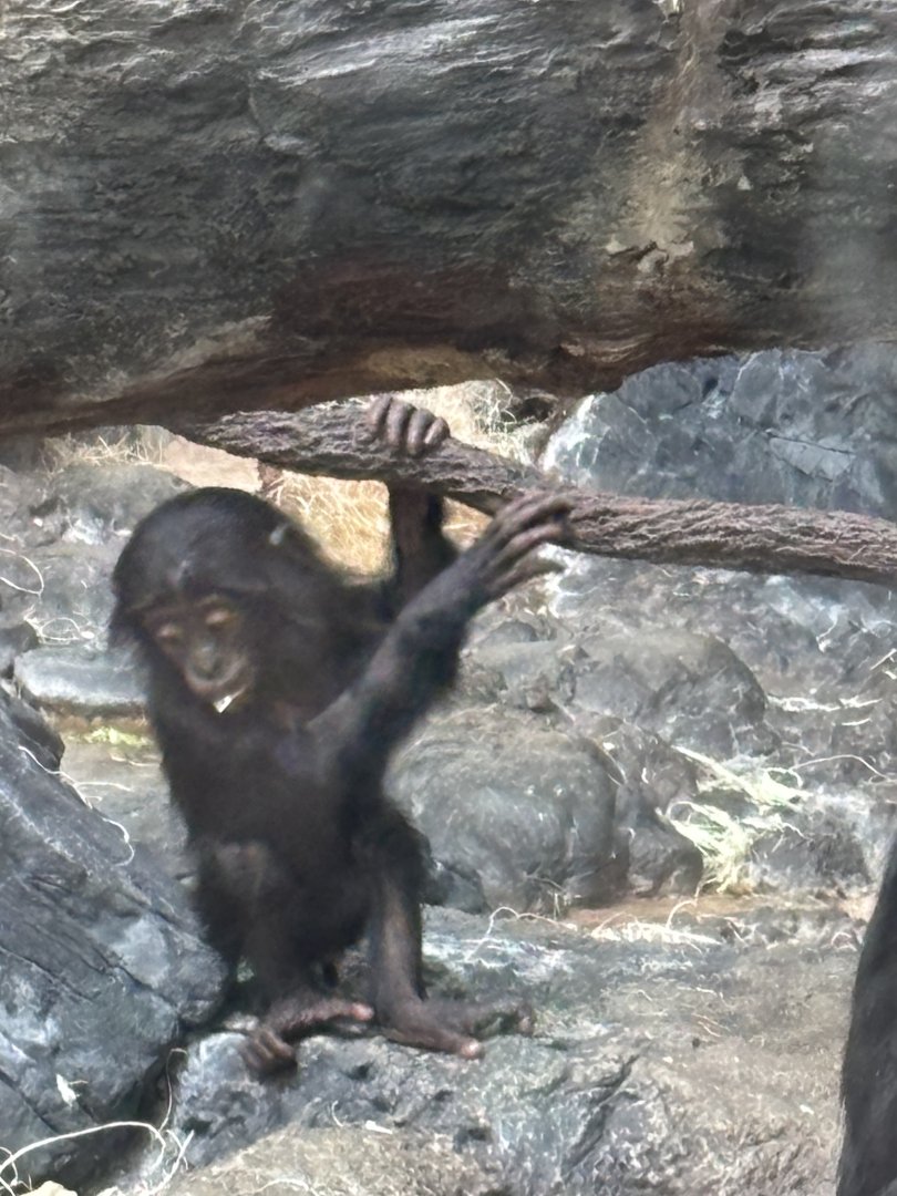 Baby Bonobo