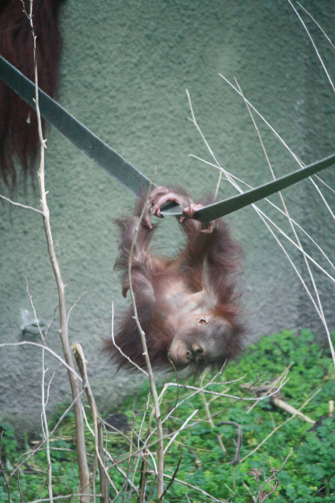Baby Bornean - 20 November 2010