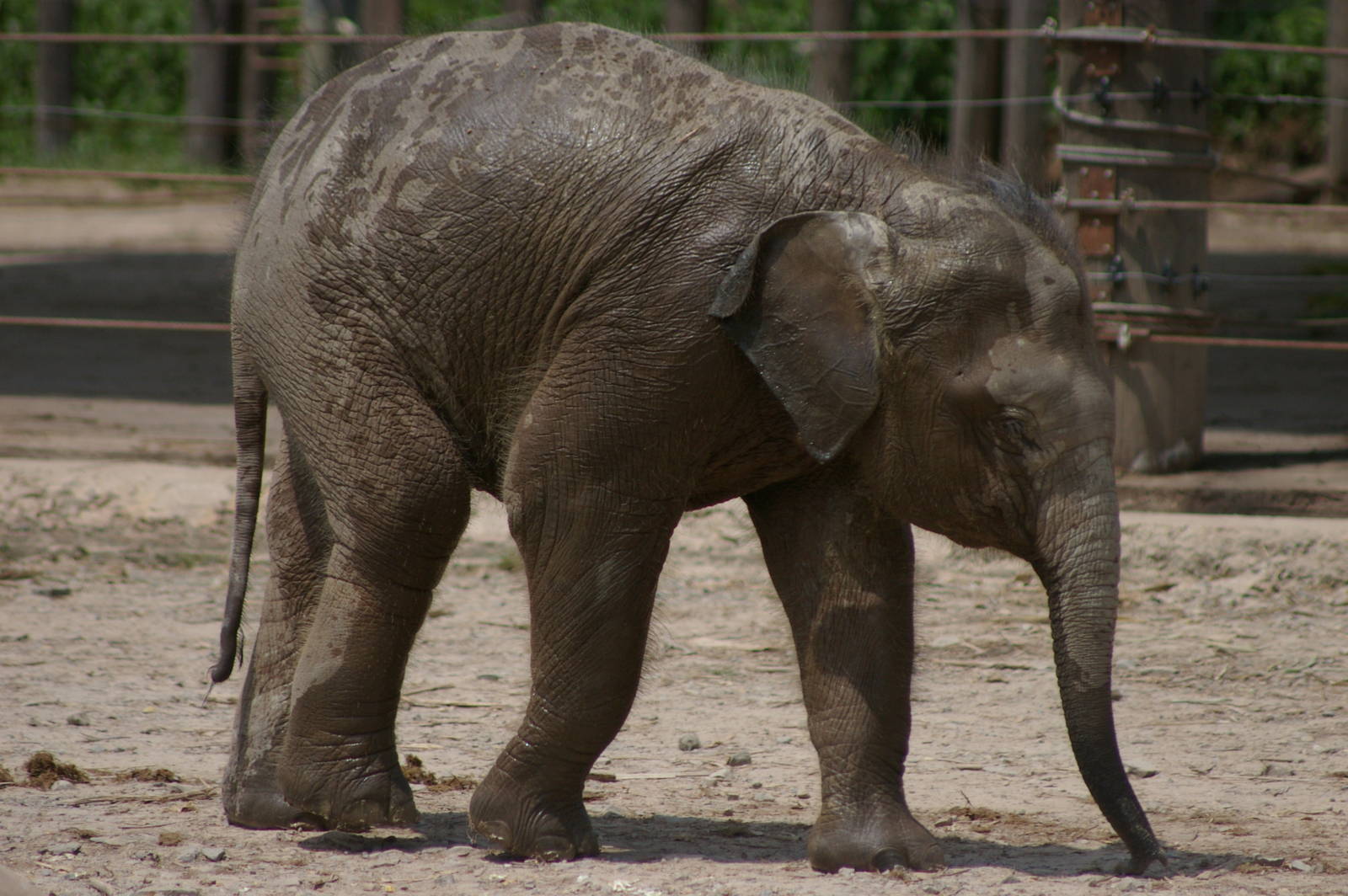 baby Bornean elephant