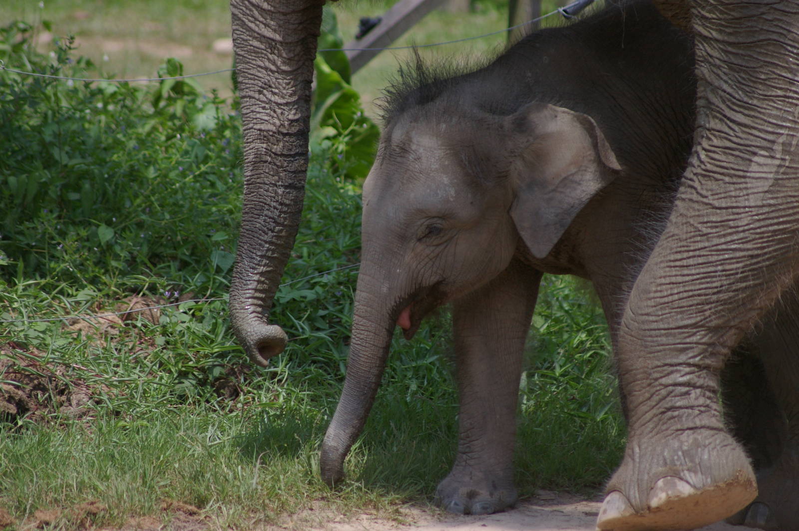 baby Bornean elephant
