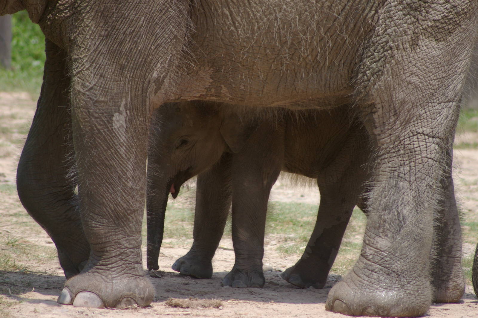 baby Bornean elephant