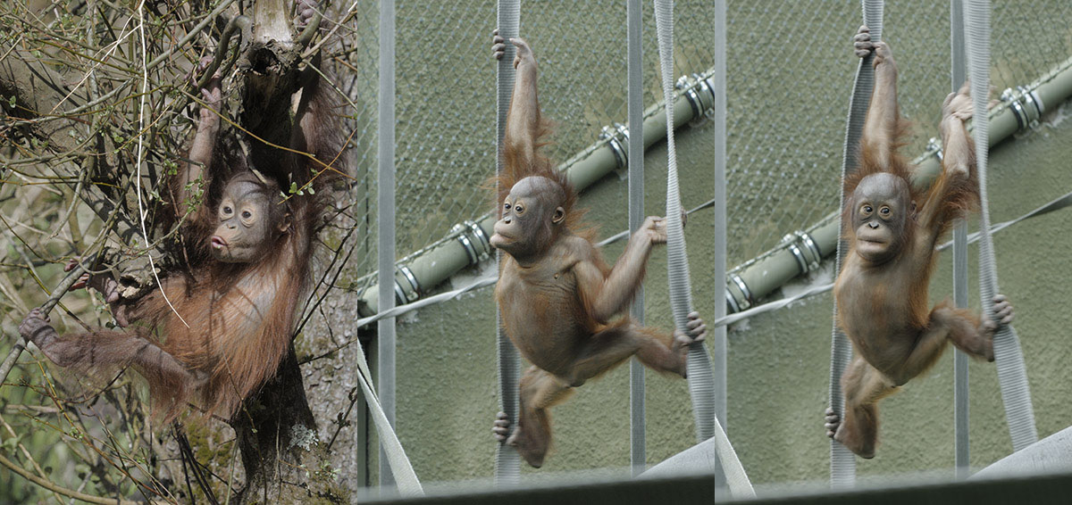 Baby Bornean orang comparison Natalia and Iznee