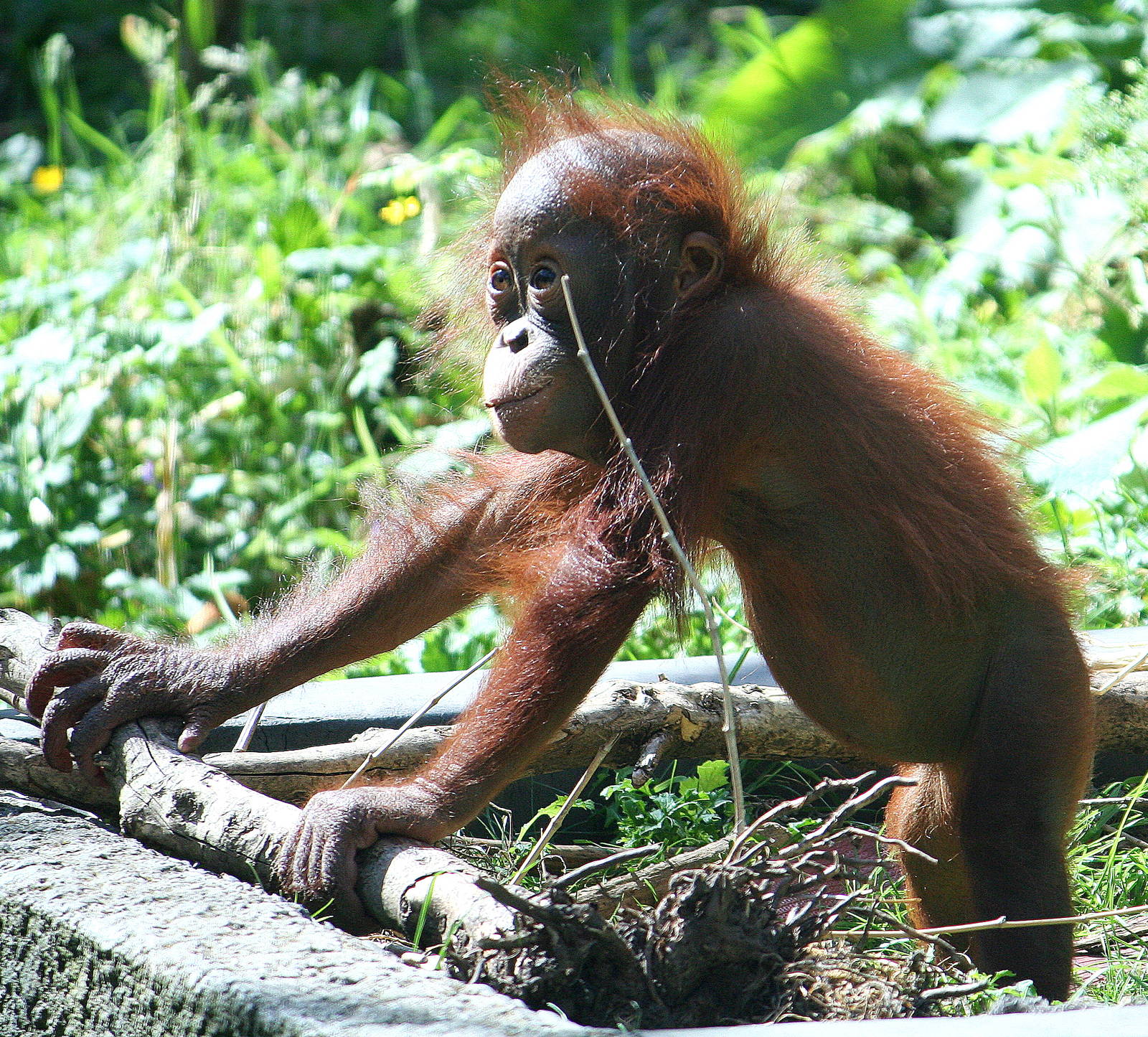 Baby Bornean Orang-Utan