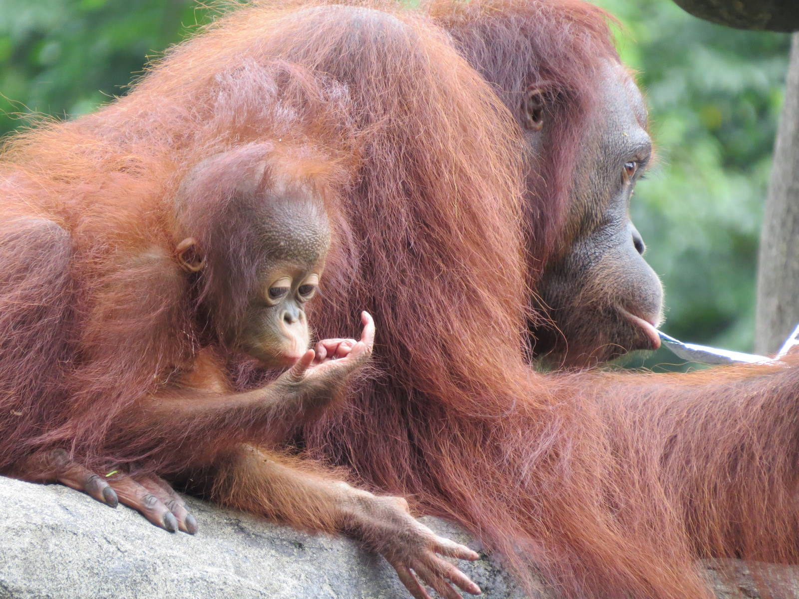 Baby Bornean Orangutan-Niu Fang and her mom-Xiang Niu