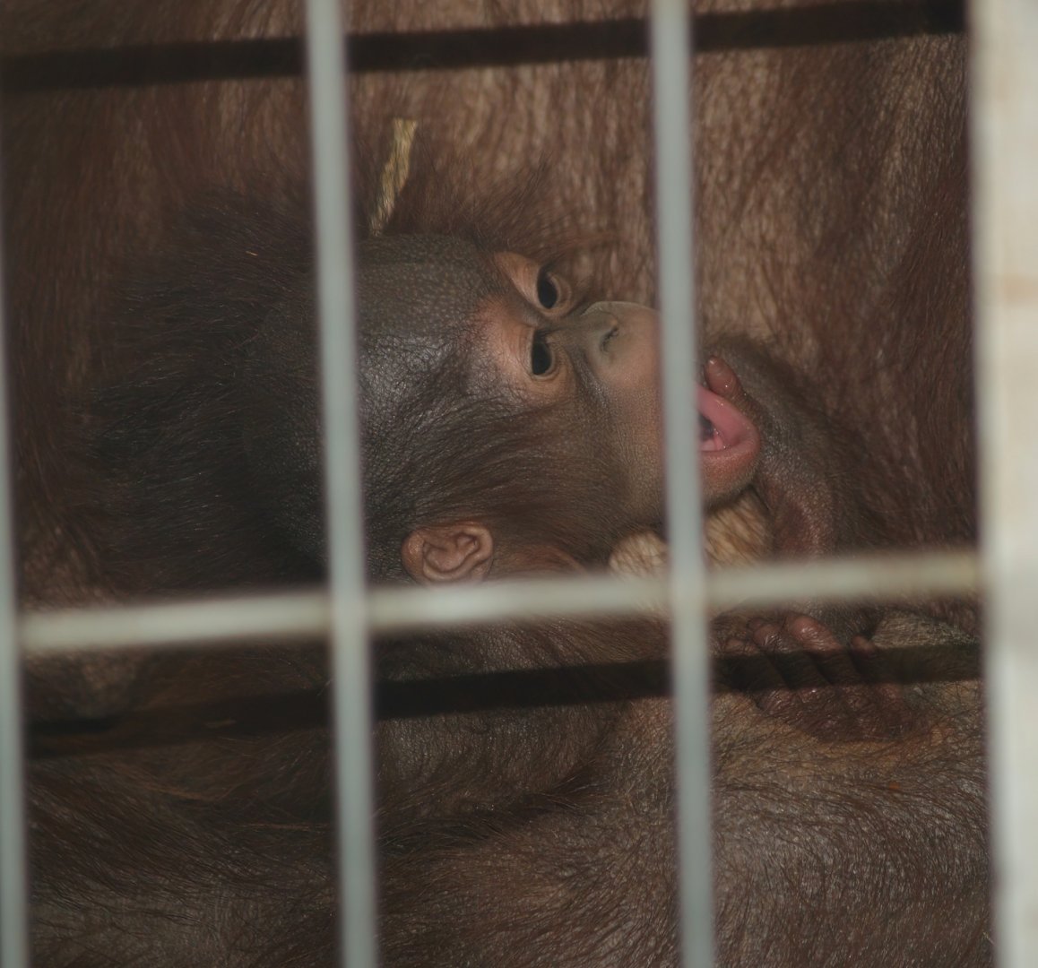 Baby Bornean orangutan (Pongo pygmaeus) 2007-04-01