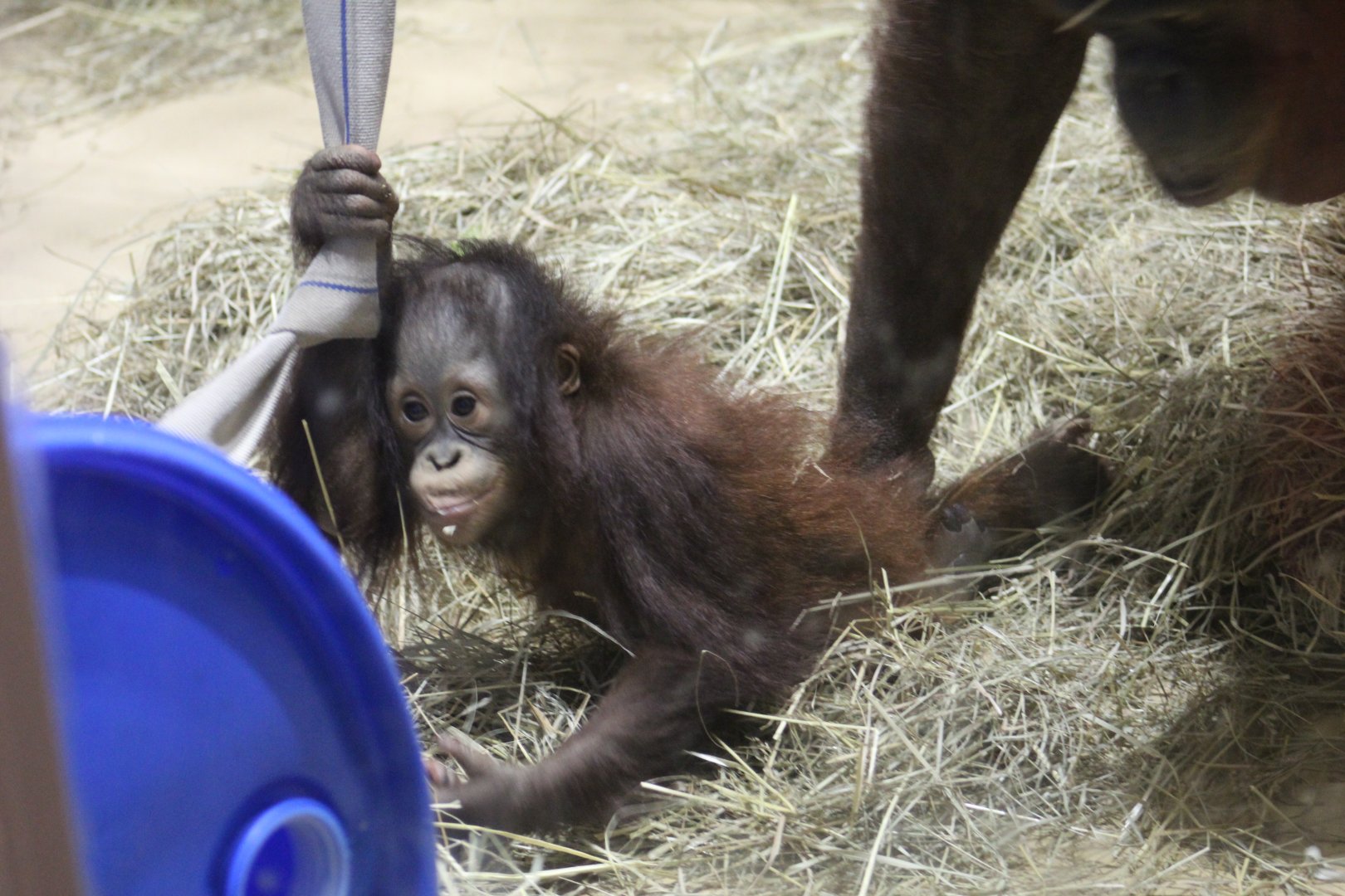 Baby Bornean Orangutan