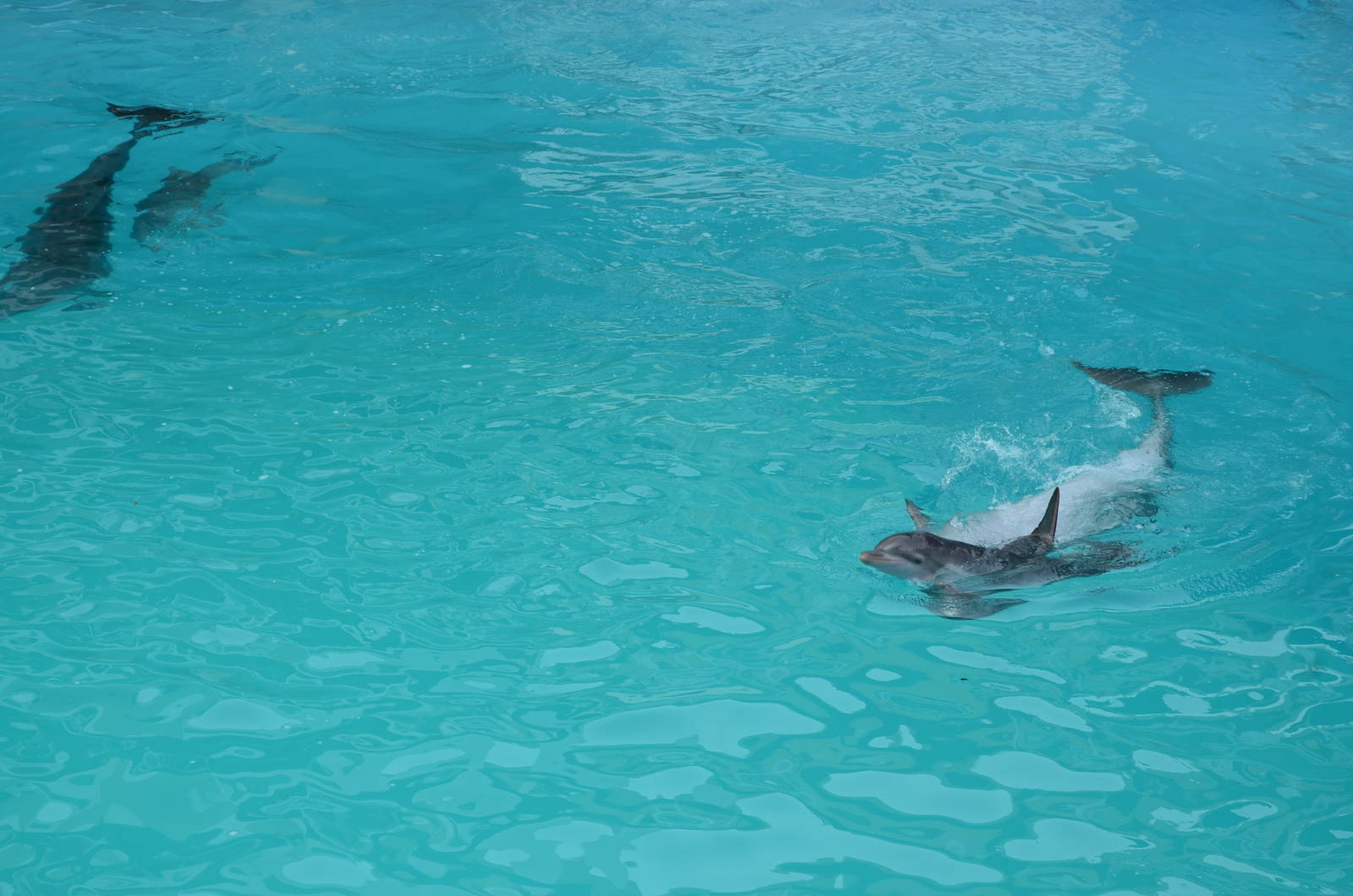baby bottlenose dolphins (Tursiops truncatus)