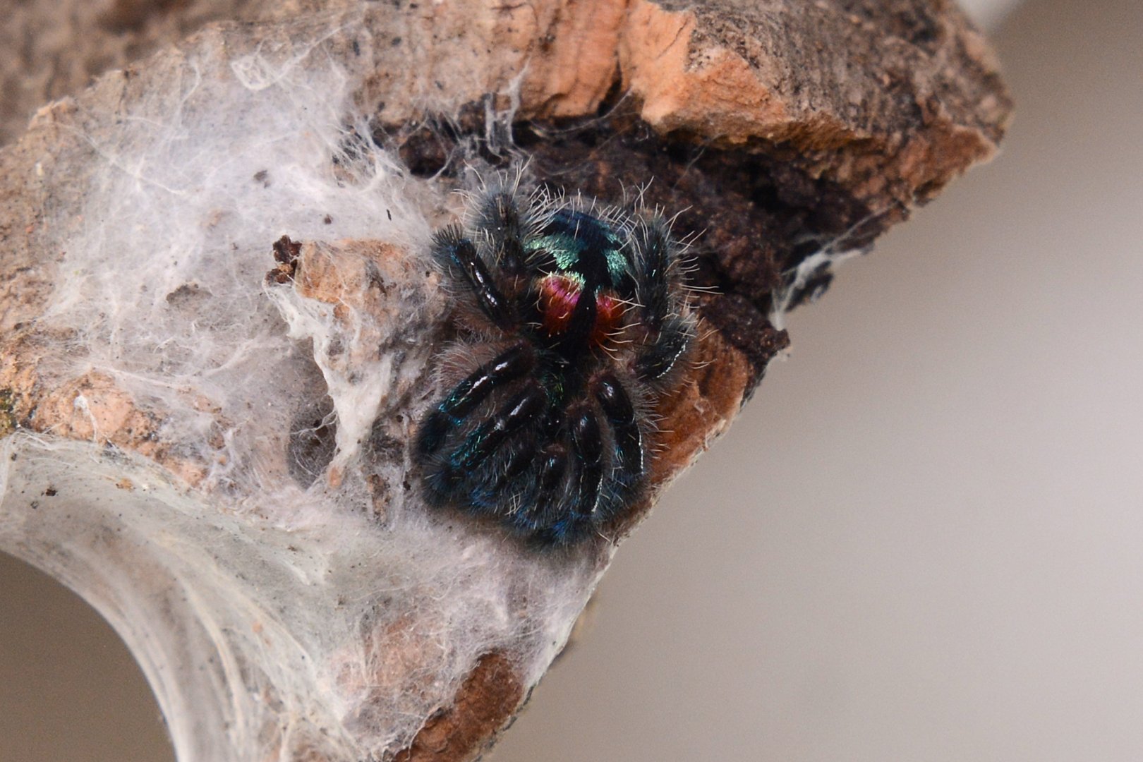 Baby Brazilian jewel tarantula (Typhochlaena seladonia)