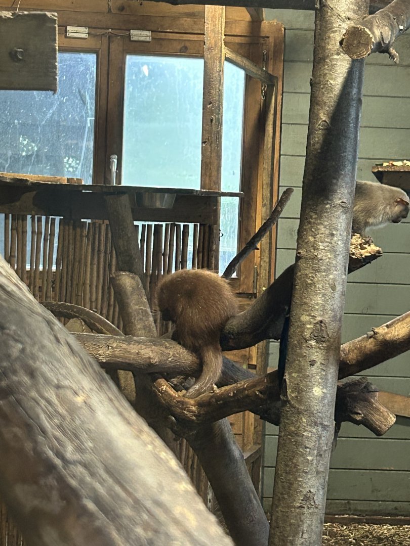 Baby Brazilian Prehensile-Tailed Porcupine with Black-Tailed Marmoset