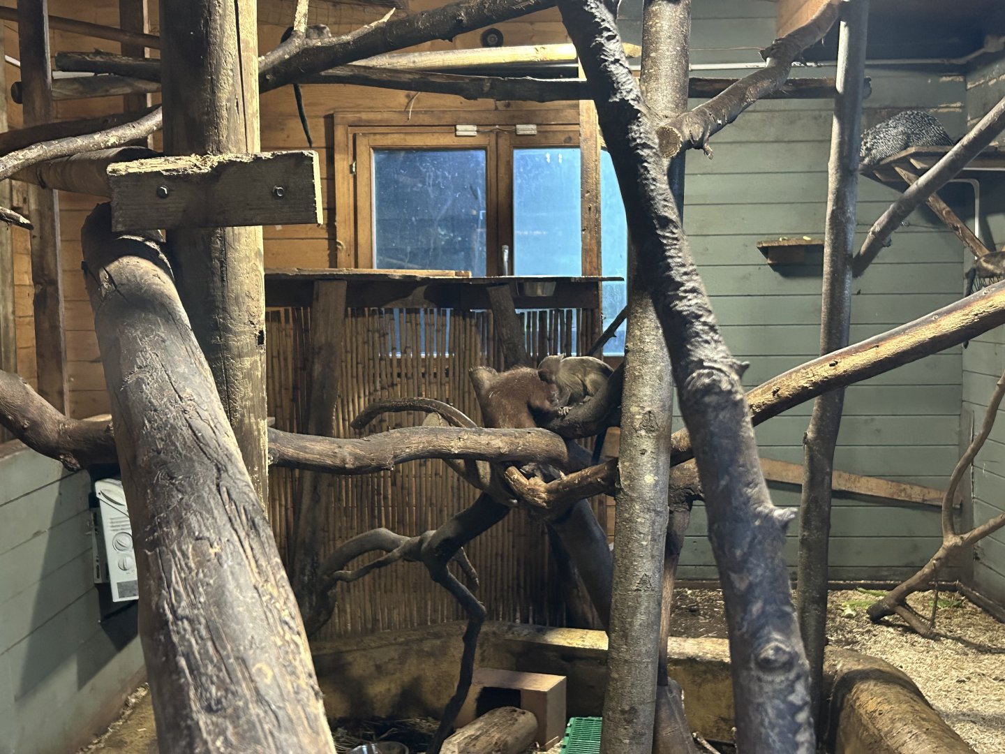 Baby Brazilian Prehensile-Tailed Porcupine with Black-Tailed Marmoset