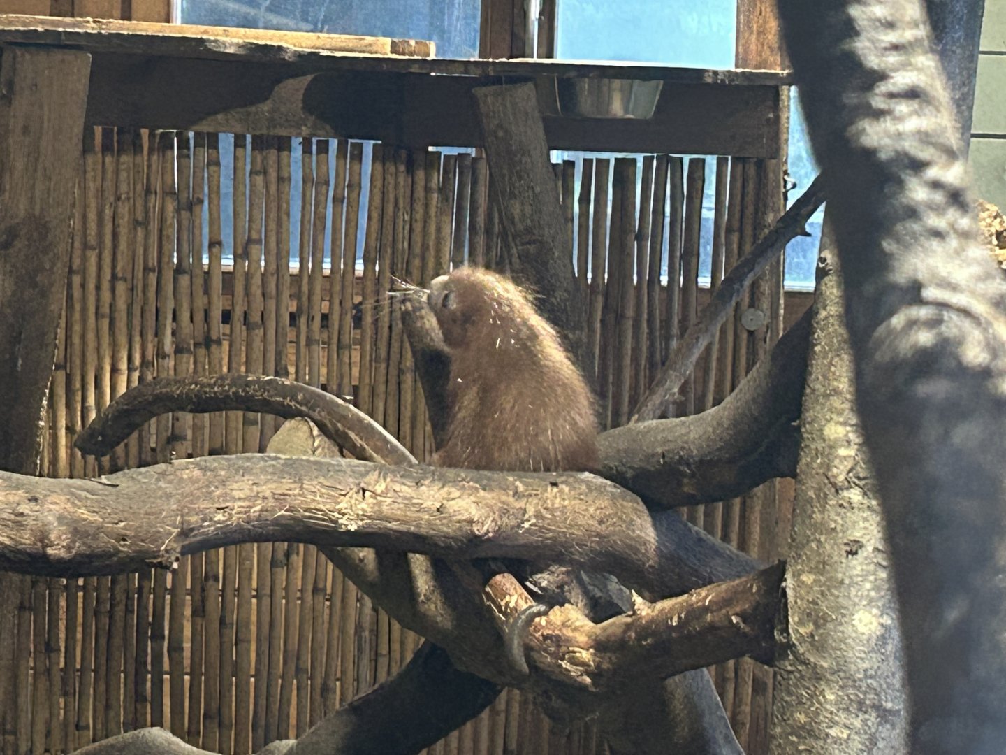 Baby Brazilian Prehensile-Tailed Porcupine