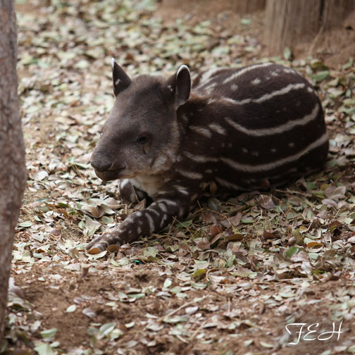 baby brazilian tapir