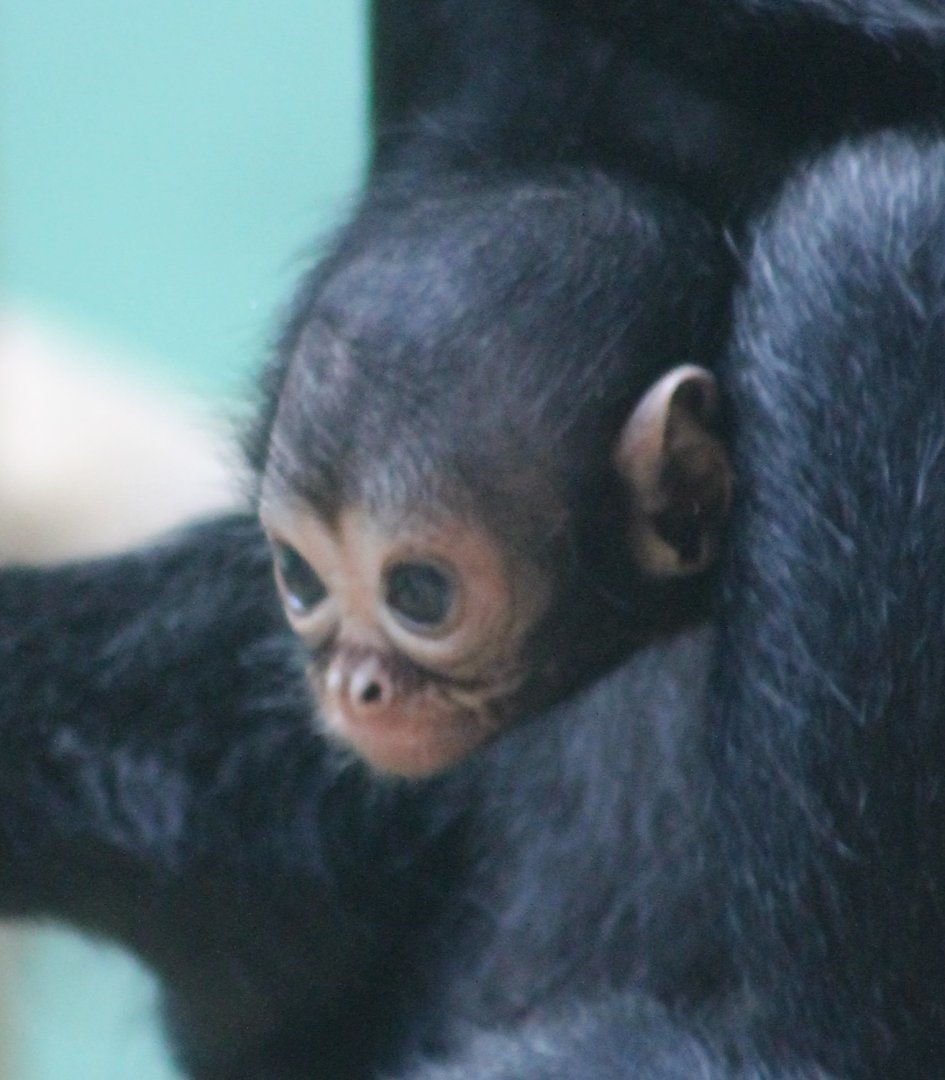 Baby Brown-headed spider monkey