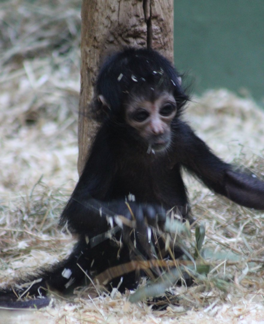 Baby Brown-headed spider monkey