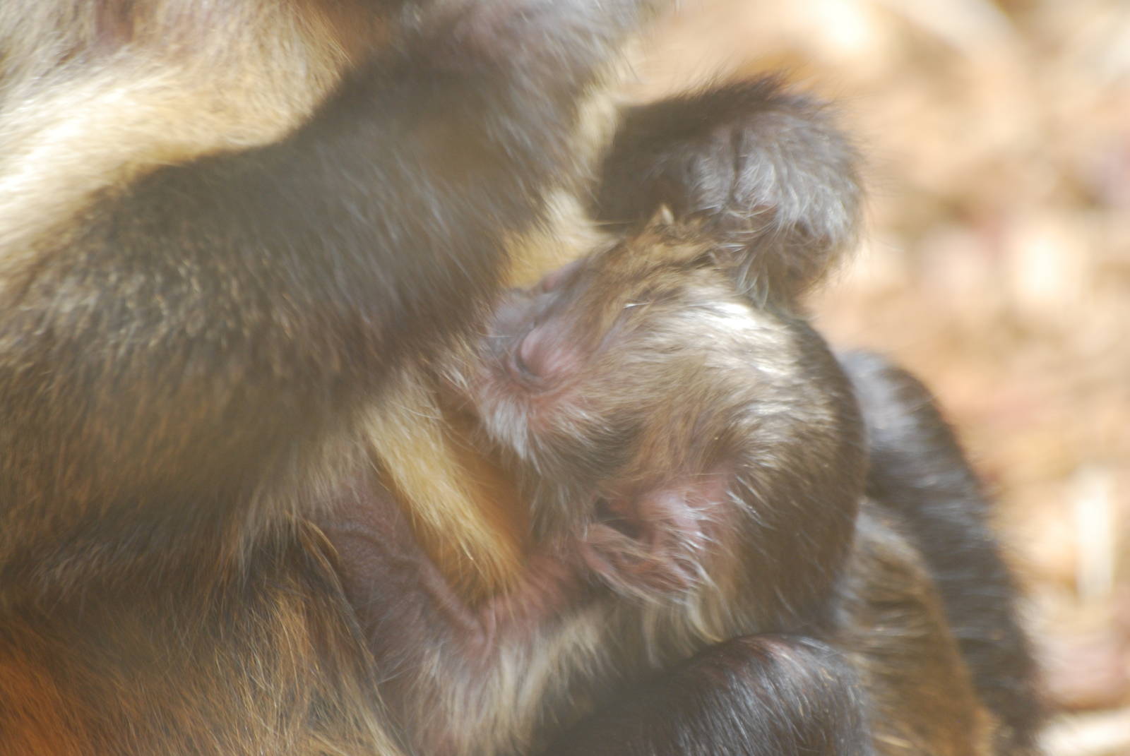 Baby buffy-headed capuchin monkey