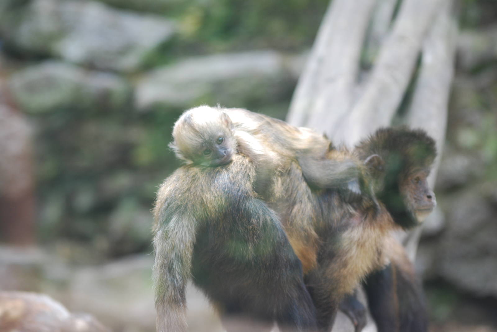 Baby buffy-headed capuchin monkey