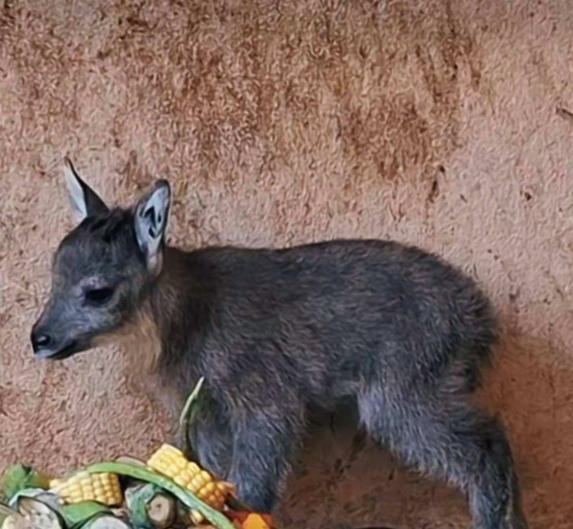 Baby Burmese Goral