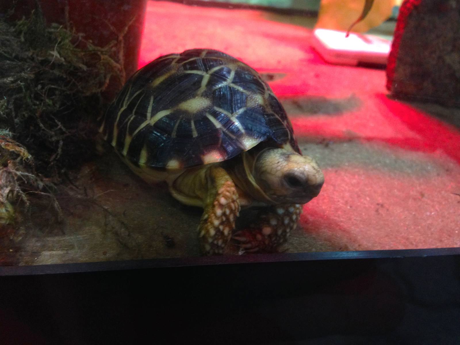 Baby Burmese Star Tortoise