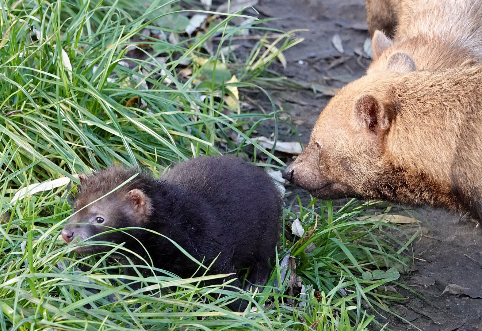 Baby Bush Dogs