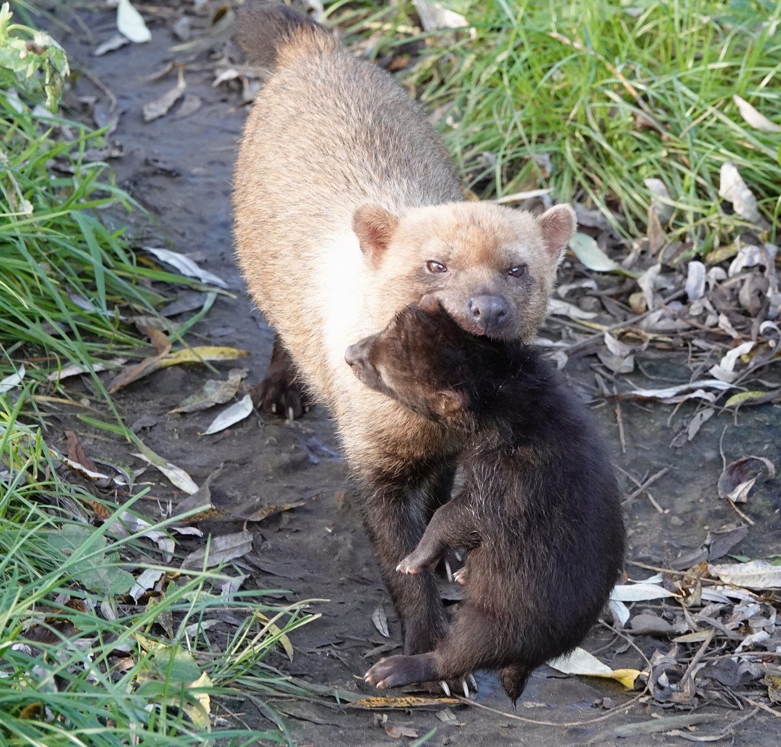 Baby Bush Dogs