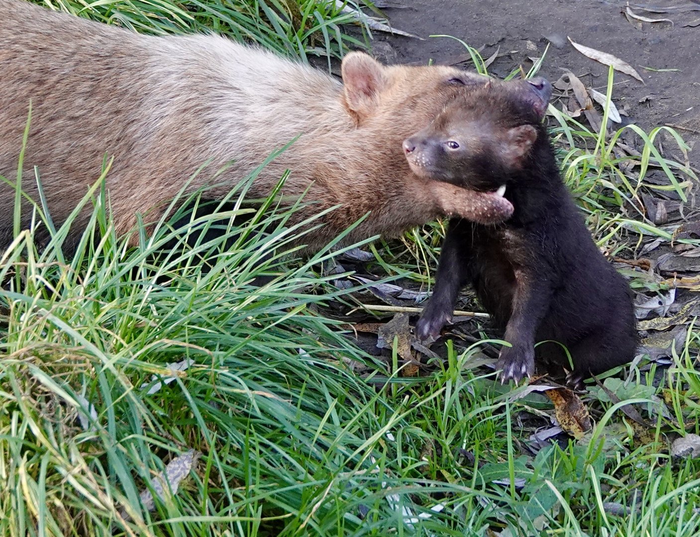 Baby Bush Dogs