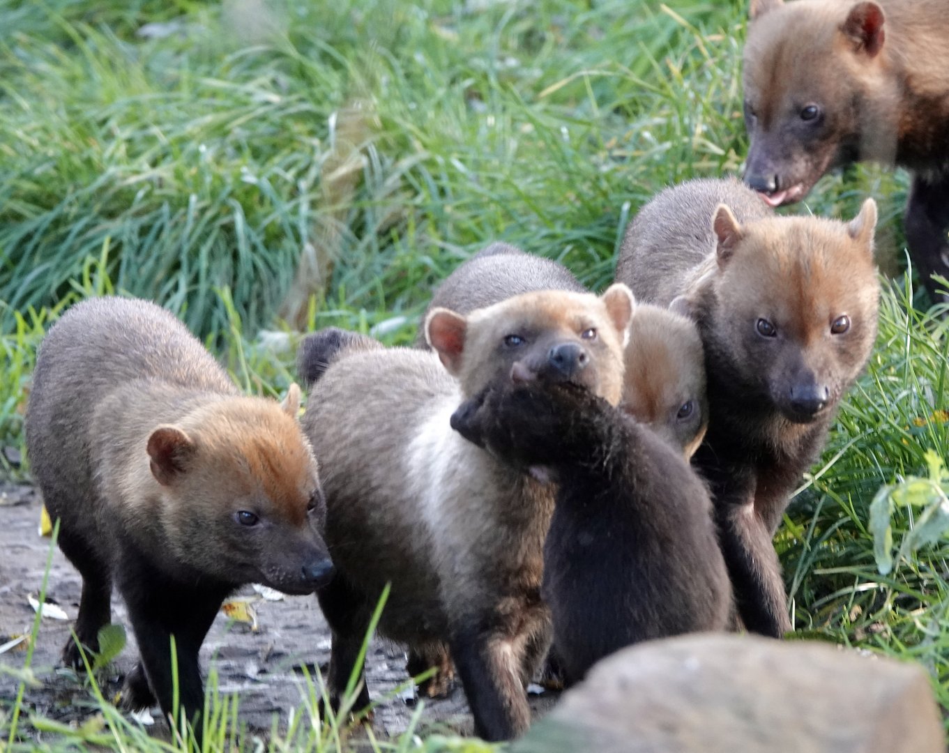 Baby Bush Dogs