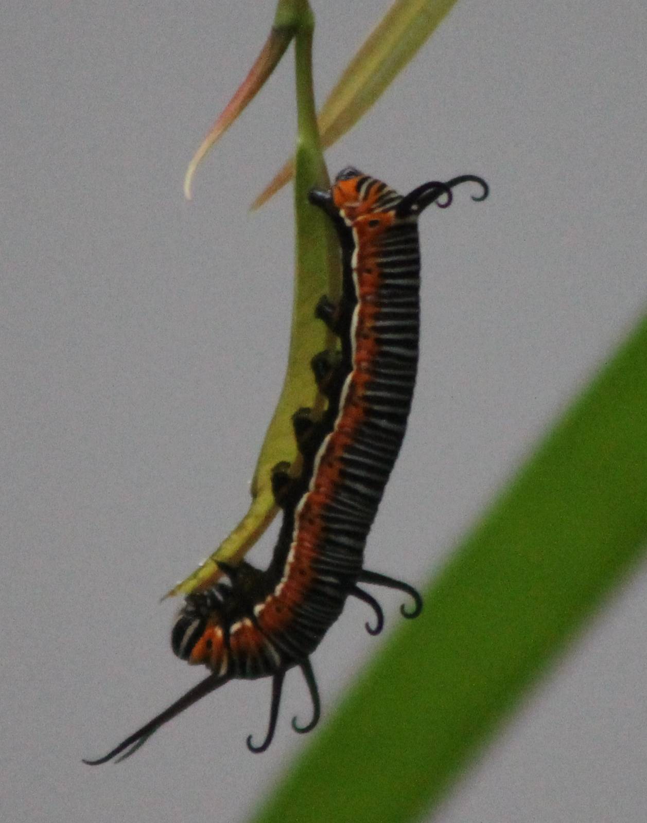 baby butterfly ( ID?)