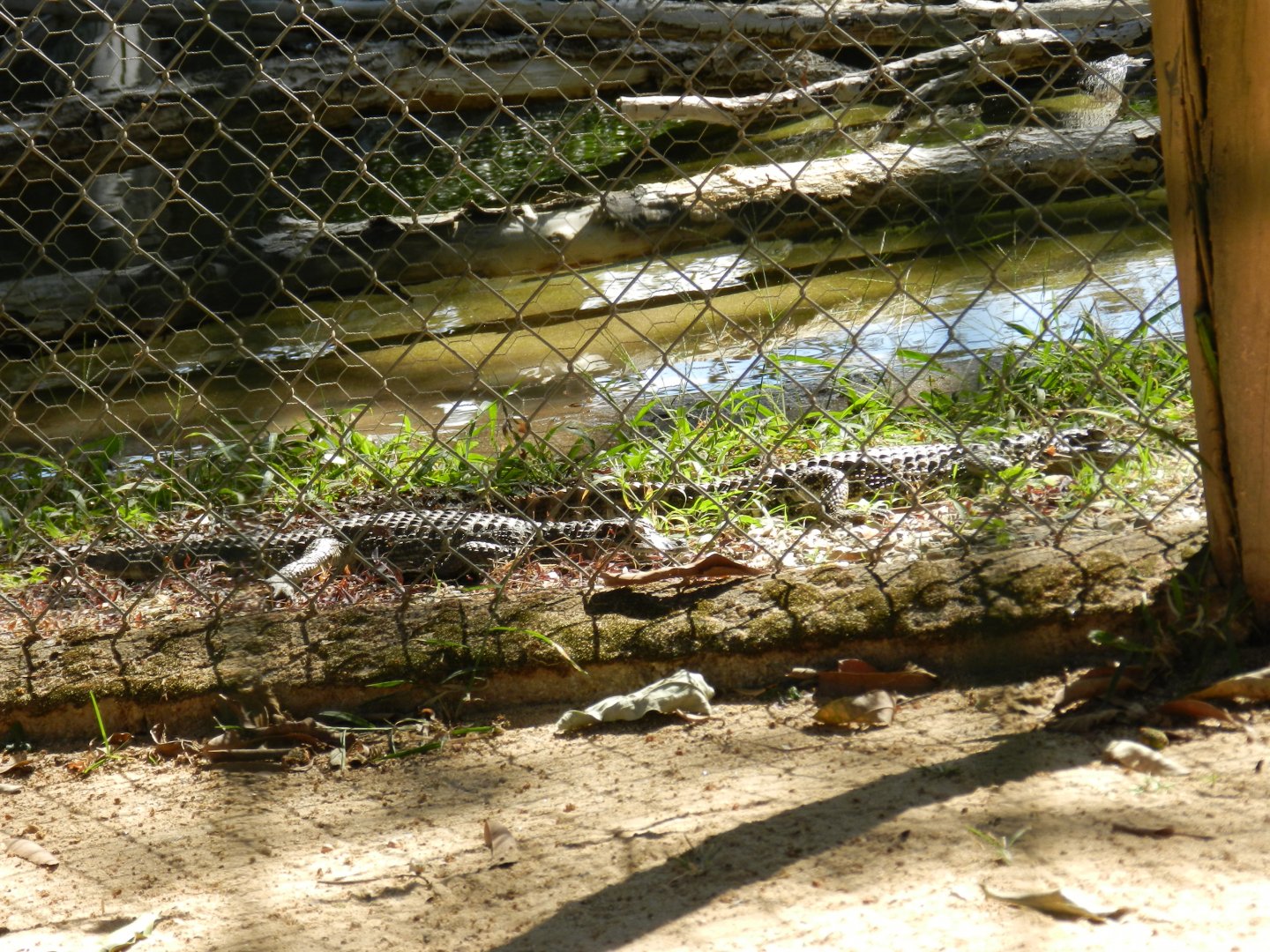 Baby caimans - Belo Horizonte zoo