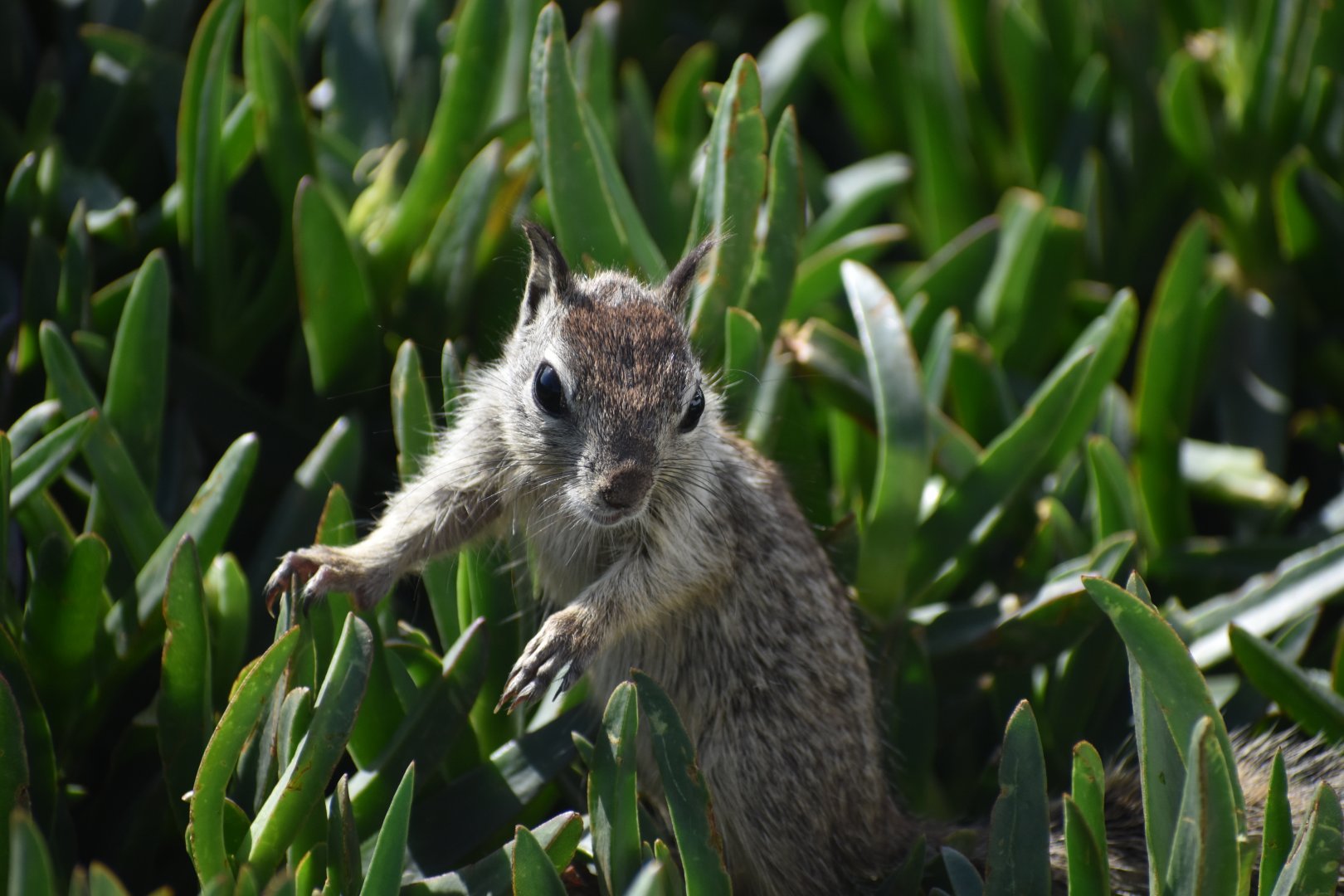 Baby California Ground Squirrel