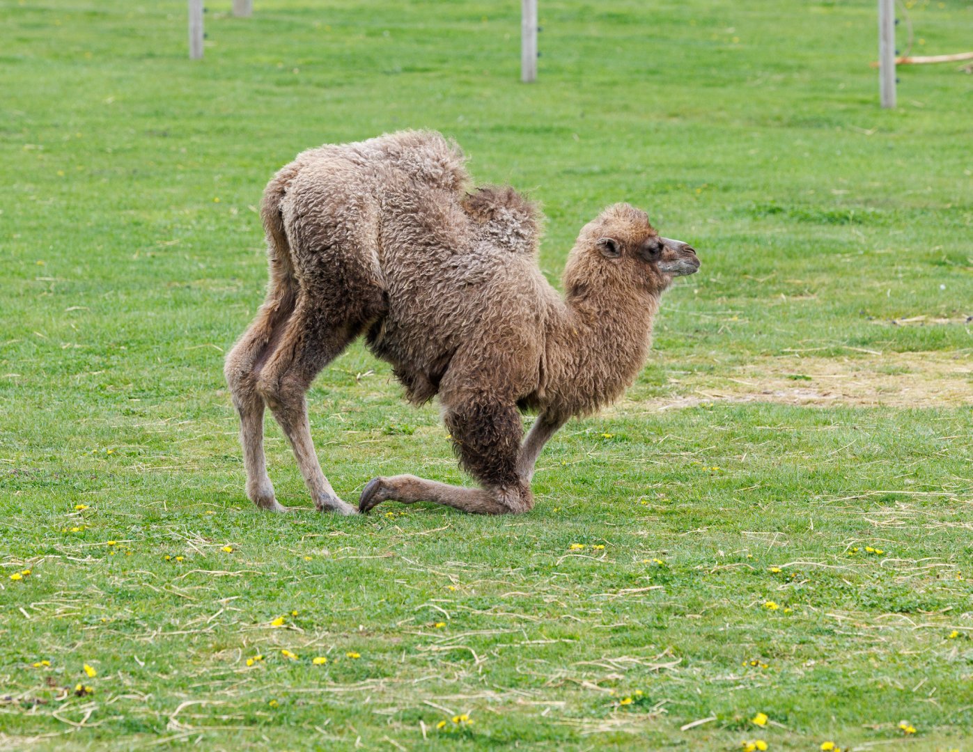 baby Camel