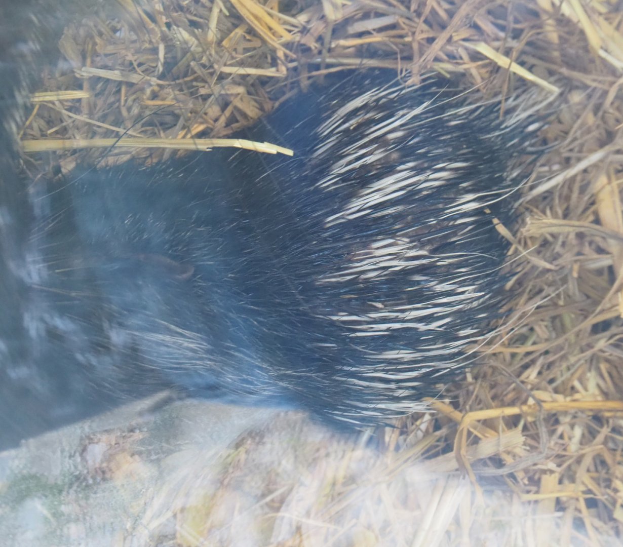 Baby Cape porcupine (Hystrix africeaustralis) - Best photo I could get, 2021-02-14