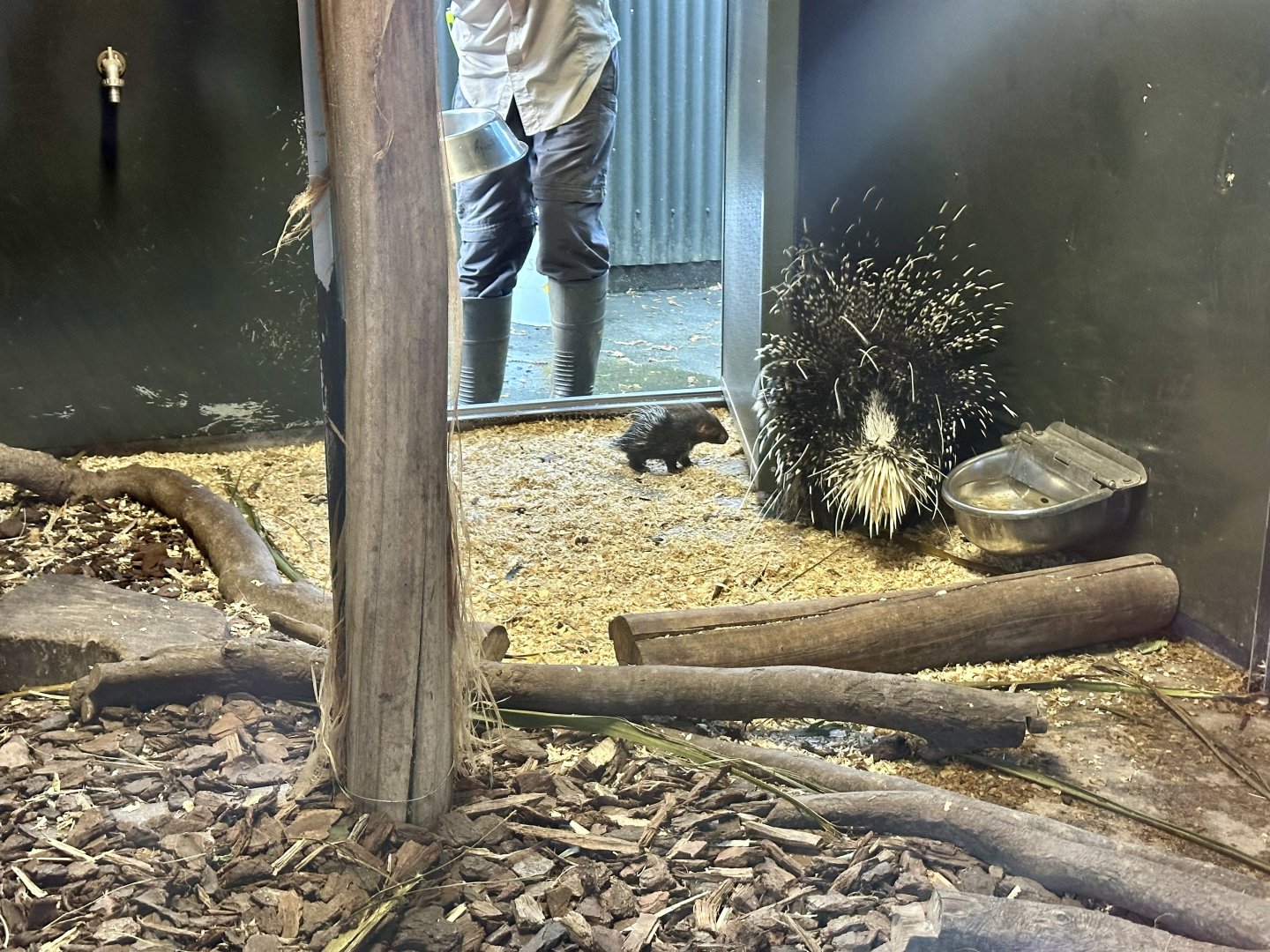 Baby Cape porcupine (porcupette)