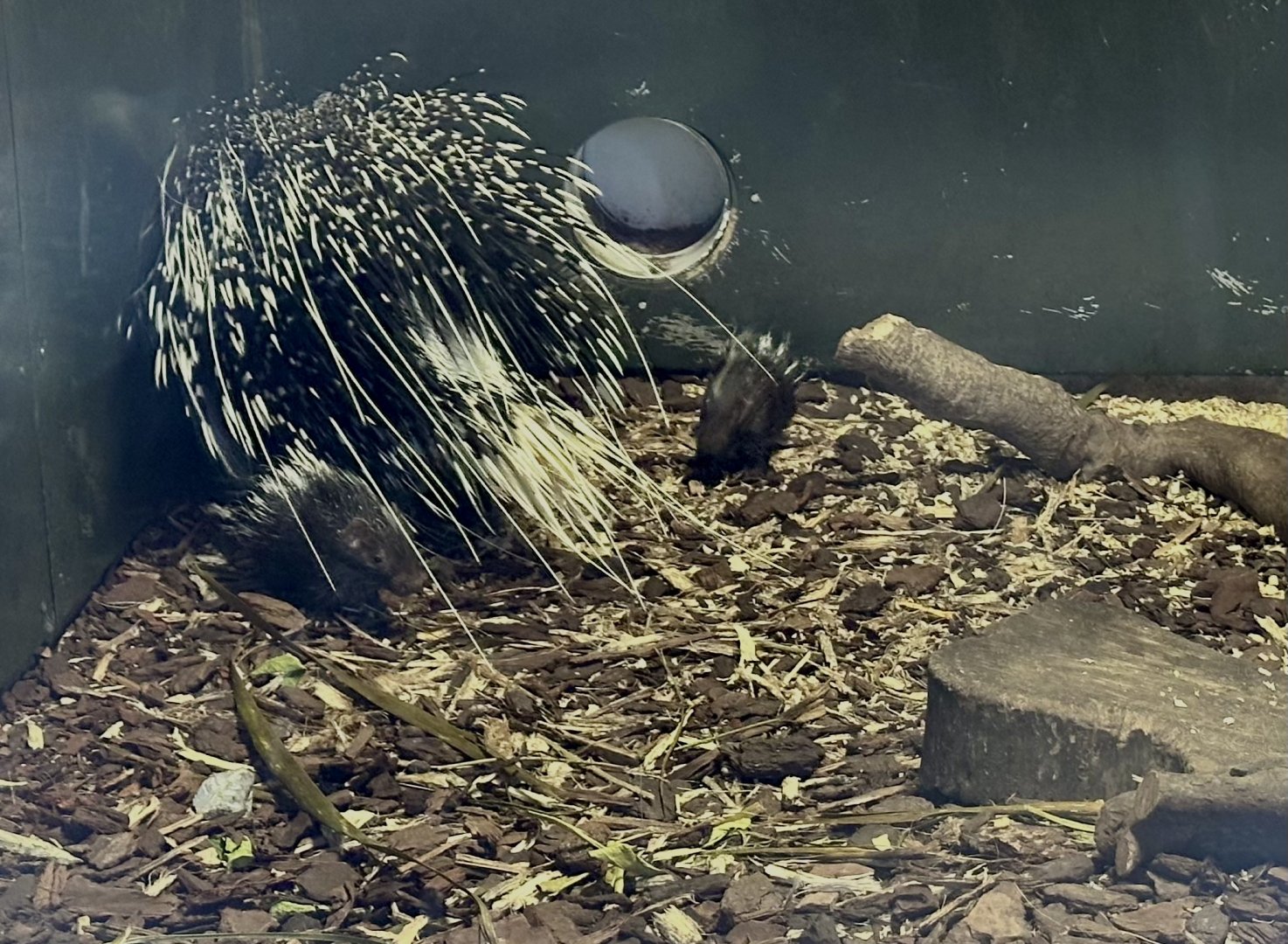 Baby Cape porcupines (porcupettes)
