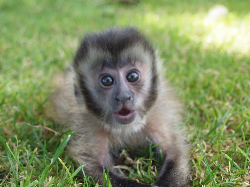 Baby Cappuchin