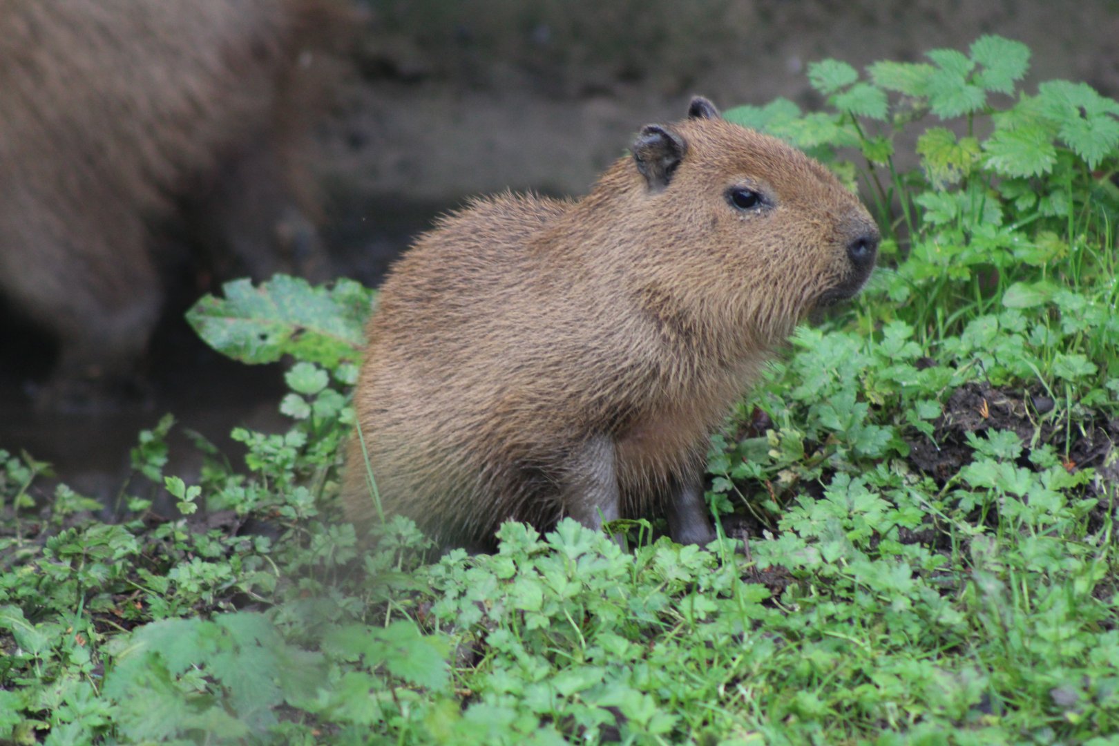 Baby Capybara