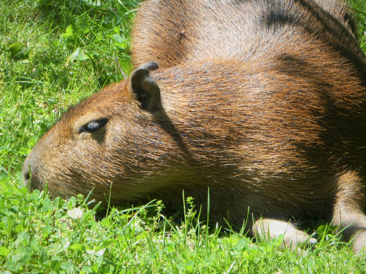 Baby Capybara