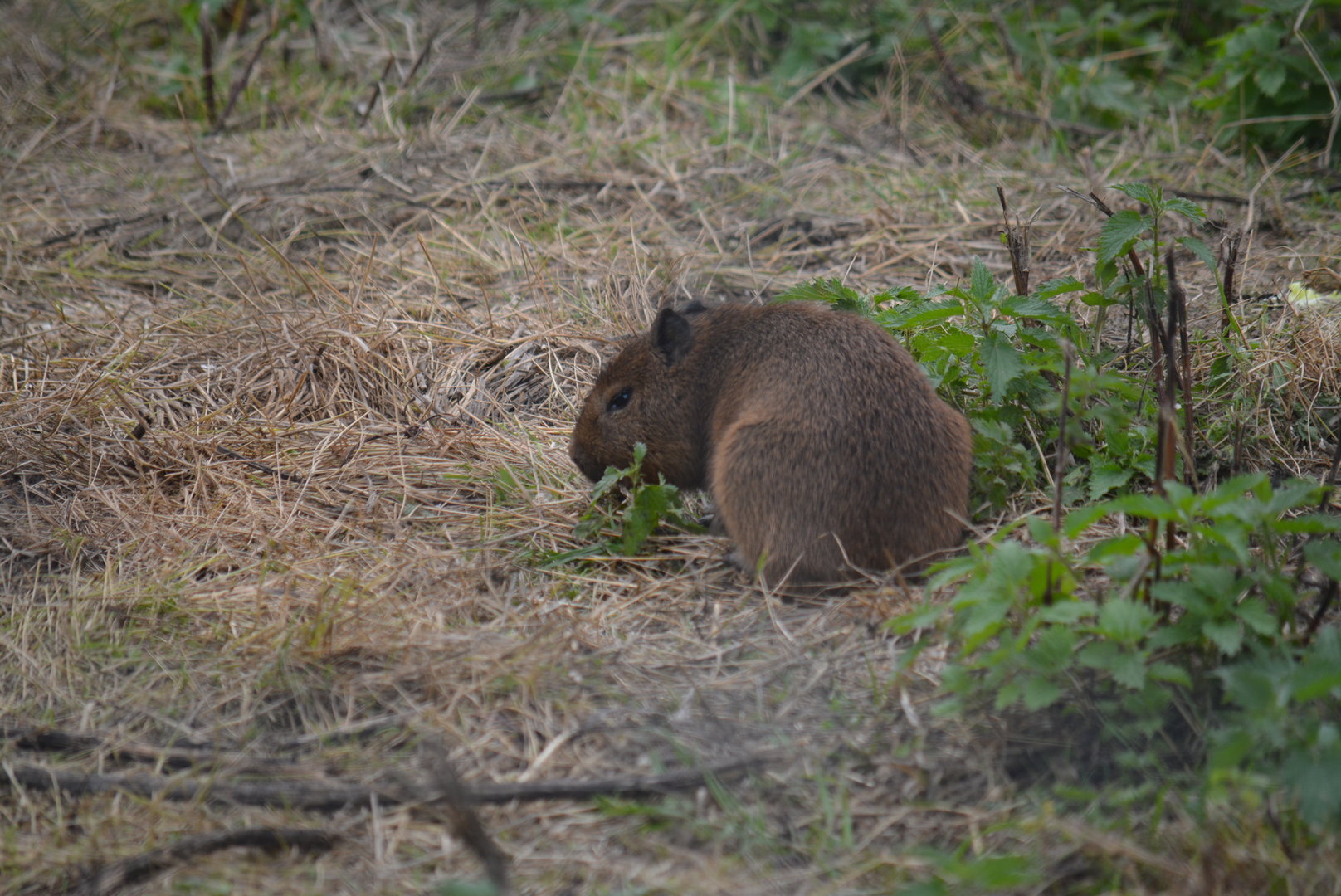 baby Capybara